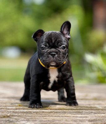 CHIOT