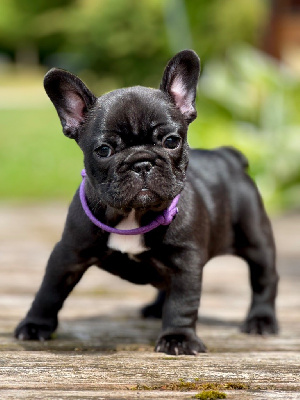 CHIOT