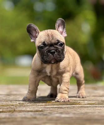 CHIOT