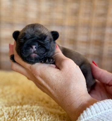 CHIOT
