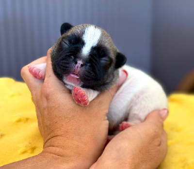 CHIOT 3