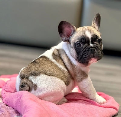 CHIOT 3