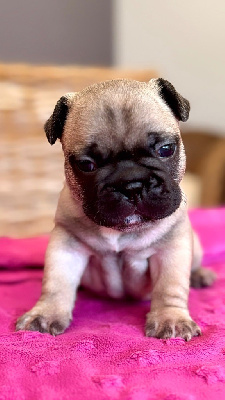 CHIOT