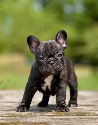 CHIOT
