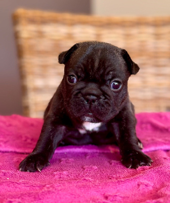 CHIOT