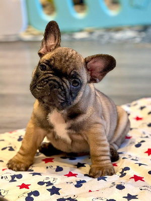 CHIOT 1