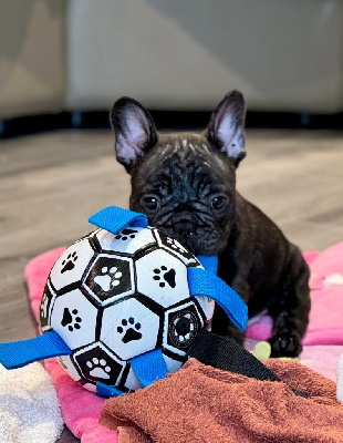 CHIOT 2