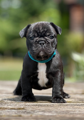 CHIOT