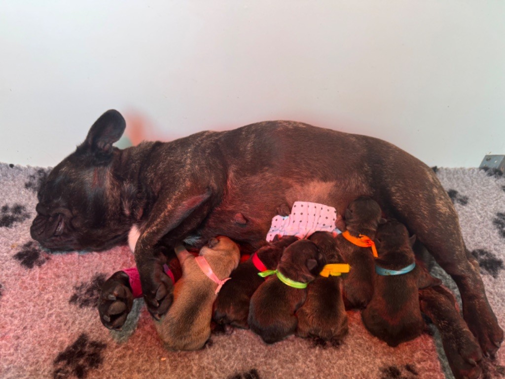 du Léman d'Or - Chiots disponibles - Bouledogue français