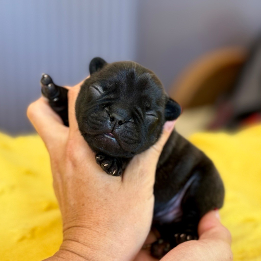 du Léman d'Or - Chiots disponibles - Bouledogue français
