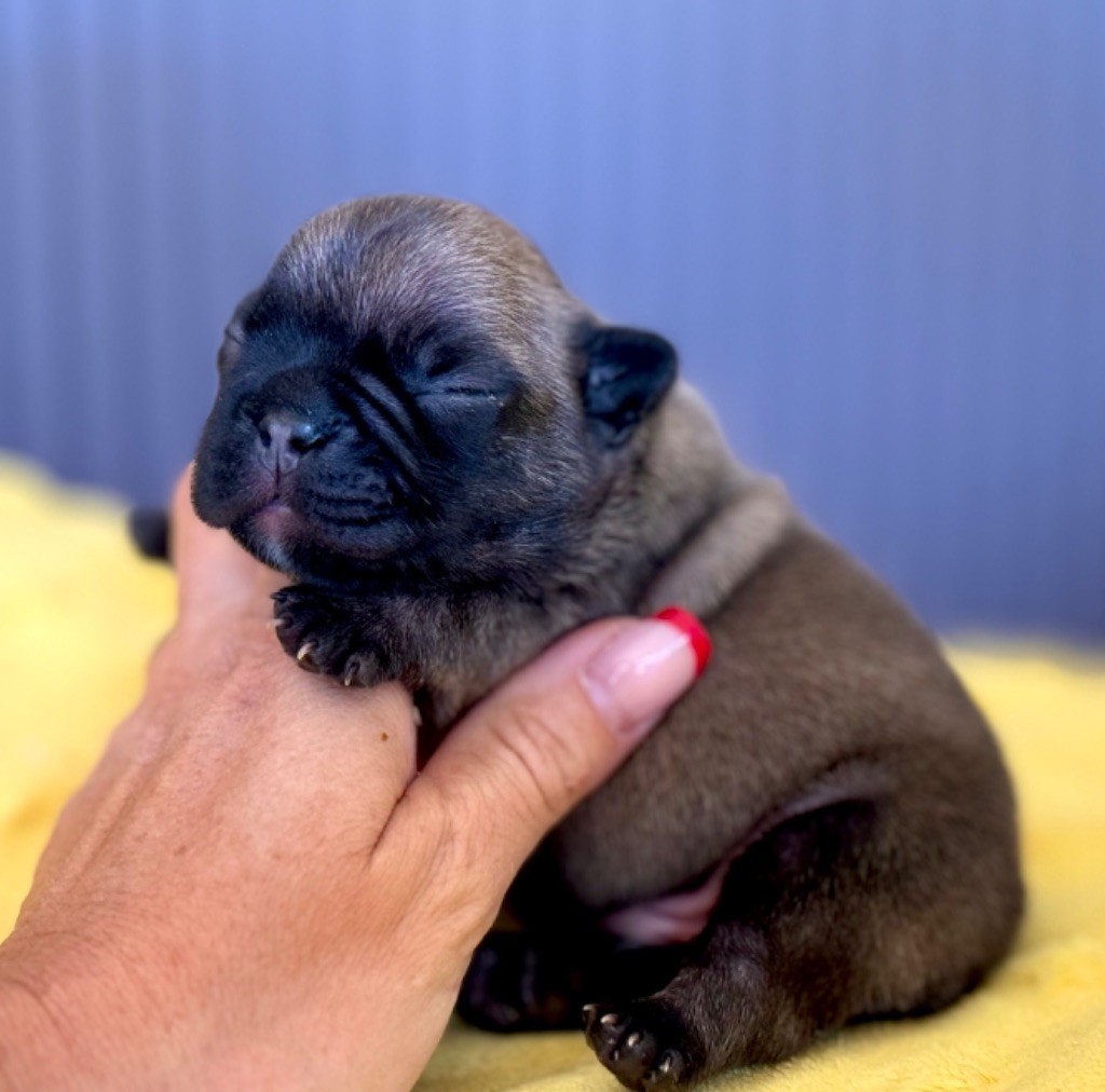du Léman d'Or - Chiots disponibles - Bouledogue français