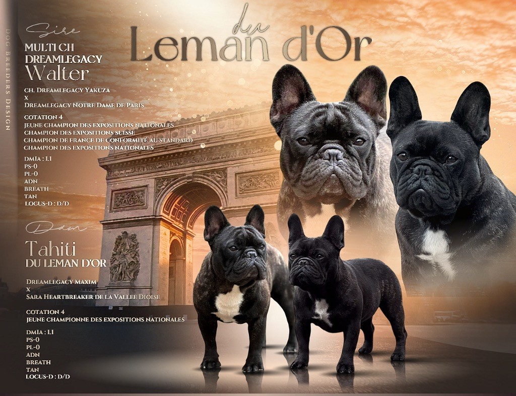 Chiot Bouledogue français du Léman d'Or