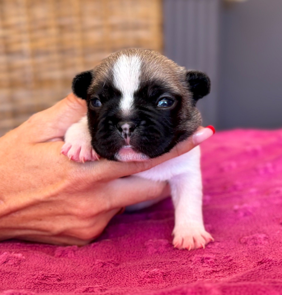 du Léman d'Or - Chiots disponibles - Bouledogue français