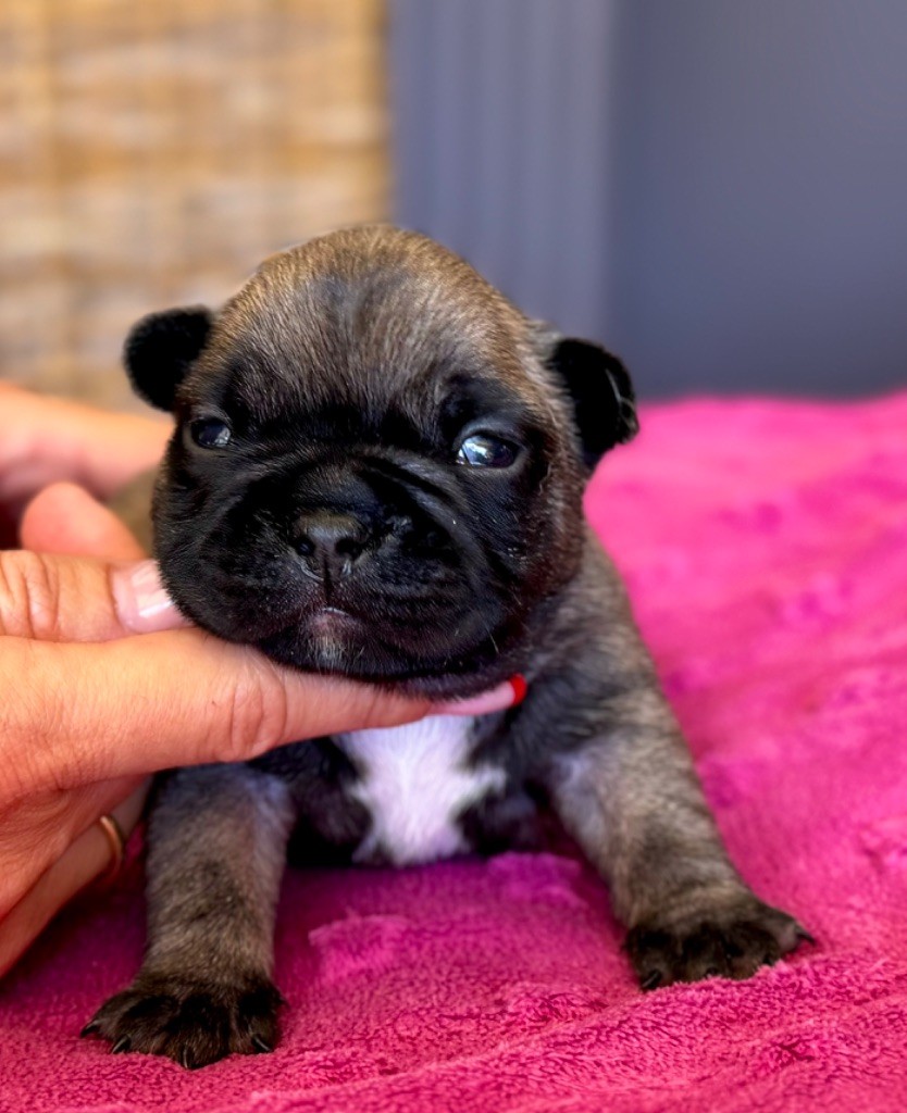 du Léman d'Or - Chiots disponibles - Bouledogue français