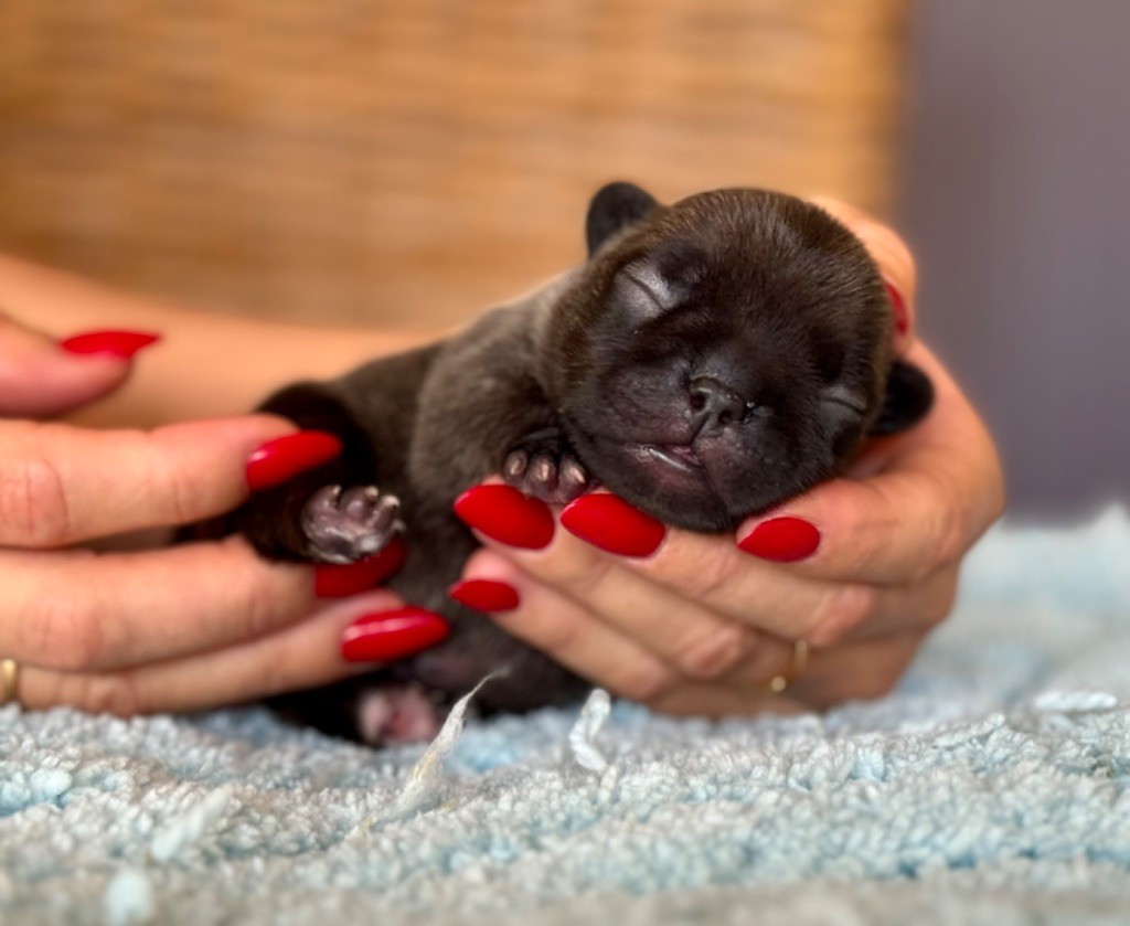 du Léman d'Or - Chiots disponibles - Bouledogue français