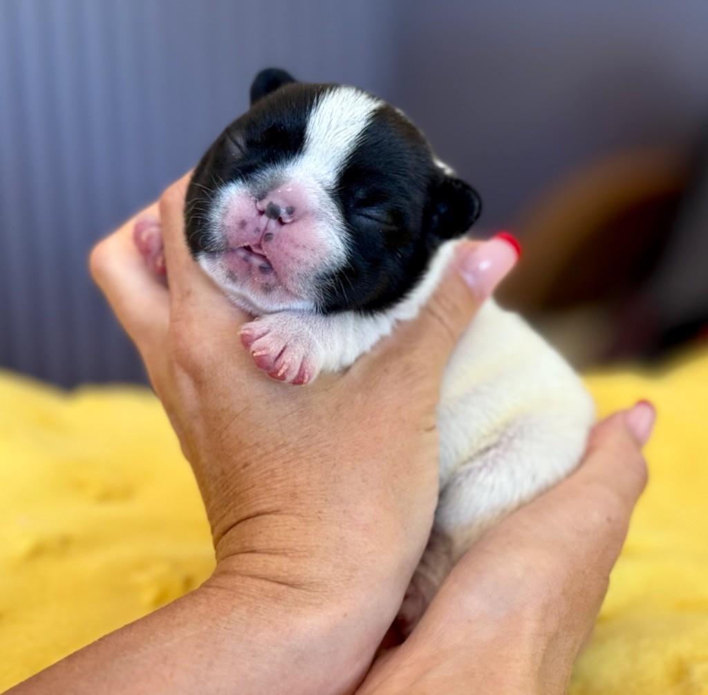 du Léman d'Or - Chiots disponibles - Bouledogue français