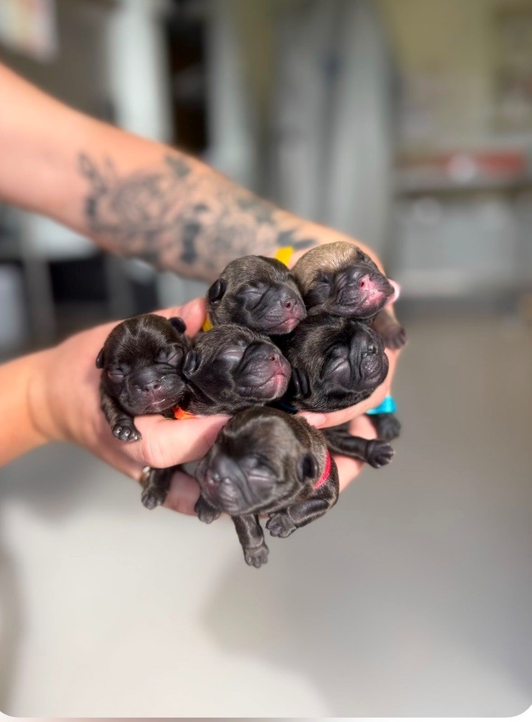du Léman d'Or - Chiots disponibles - Bouledogue français
