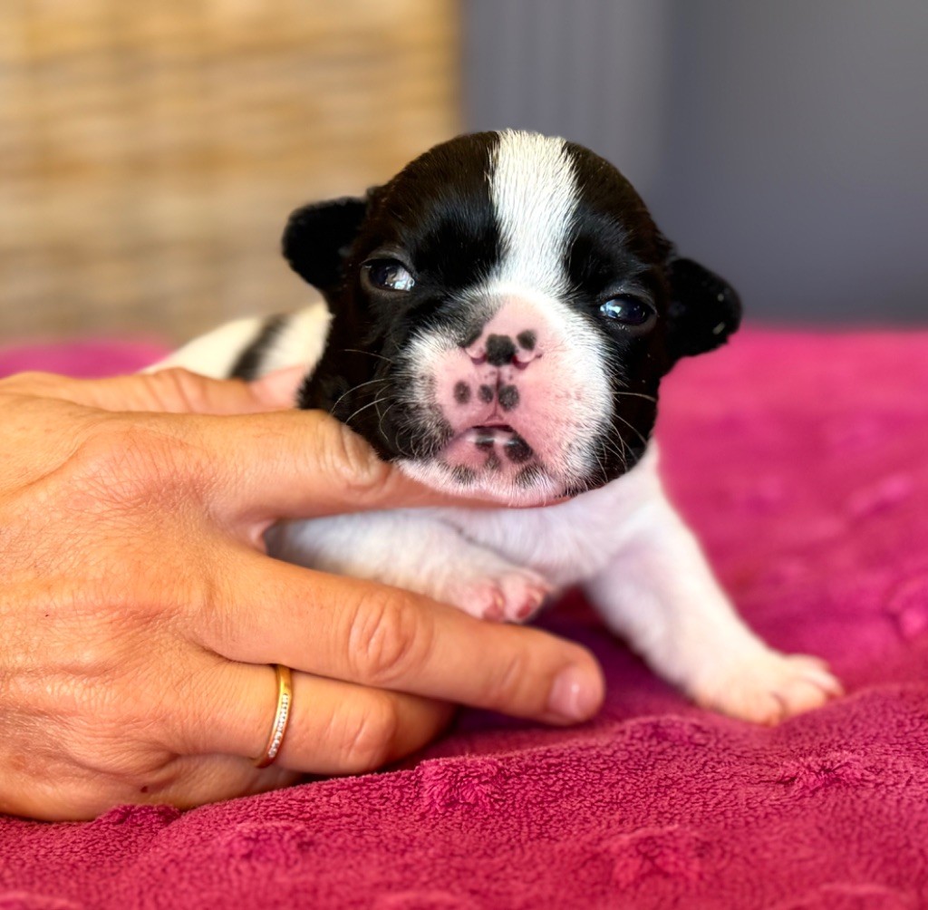 du Léman d'Or - Chiots disponibles - Bouledogue français